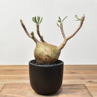 パキポディウム ナマクアナム 