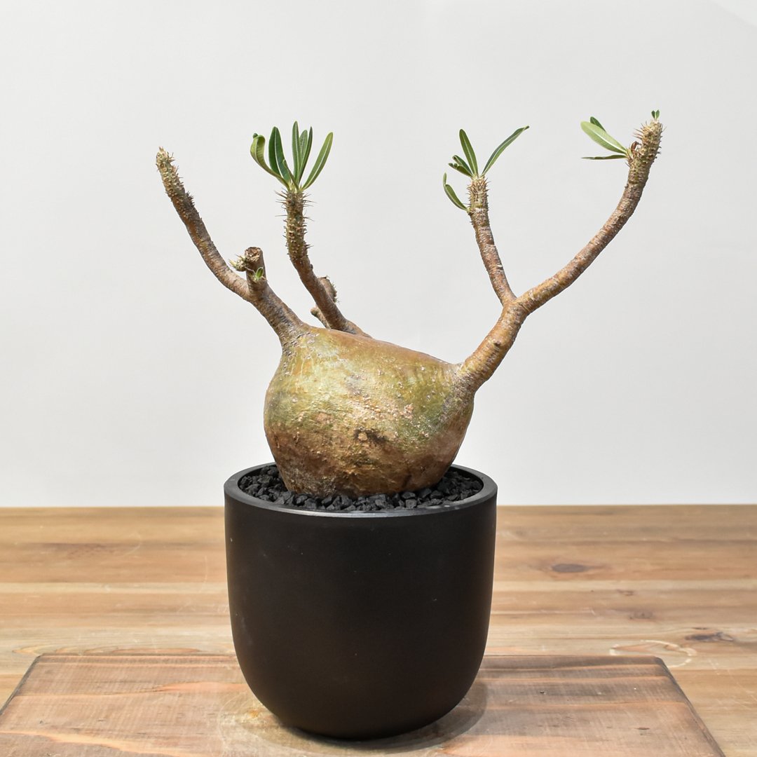 パキポディウム タッキー 接木 長期管理個体 大株 （検 グラキリス