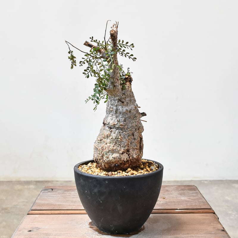 オペルクリカリア パキプス 【発根済み】HK2402395(T) | RAFLUM / ラフ