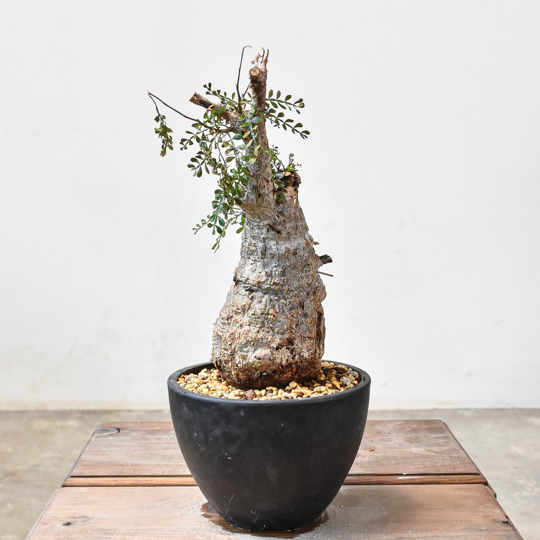 オペルクリカリア パキプス 【発根済み】HK2402395(T) | RAFLUM / ラフ