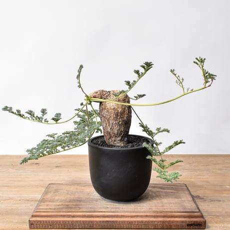 【塊根植物】 ペラルゴニウム トリステ現地株＋N/OH 澪標 塊根植物】 ペラルゴニウム トリステ現地株＋N/OH 澪標 ペラルゴニウム