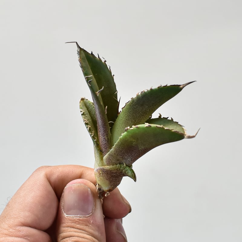 【専用】agave X仔株 agave titanota Sierra mixteca striata 002 (子株販売