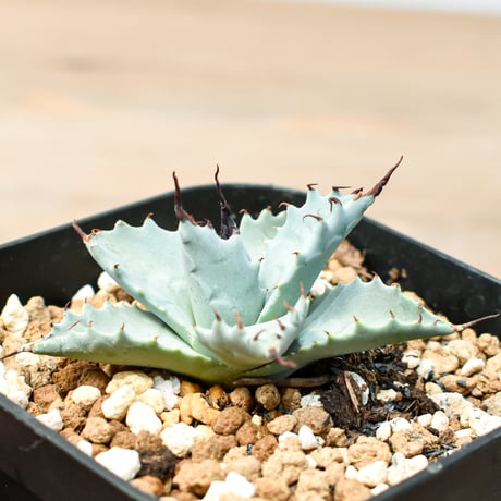 アガベ ハイブリット 雲虎甲蟹×象牙妖炎(モコイシス×陽炎エボリ) 【台湾botanical_seeker産】RF25011419