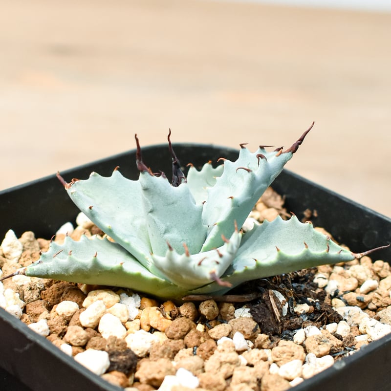 アガベ ハイブリット 雲虎甲蟹×象牙妖炎(モコイシス×陽炎エボリ