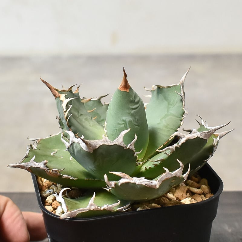 アガベ チタノタ FO-76 シエラ ミクスティカ （発根済み）RF230301-C