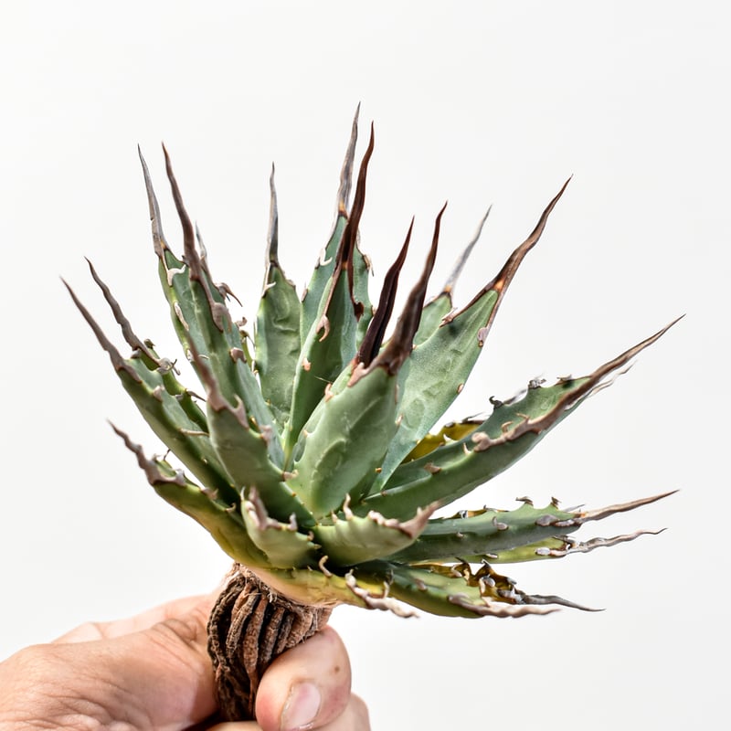 アガベ Dennis hybrid 妖炎X甲妖 /エボリスピナ