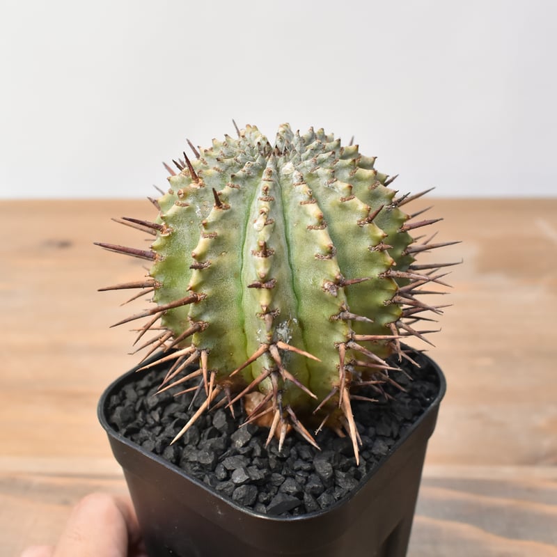 ユーフォルビア ホリダ 