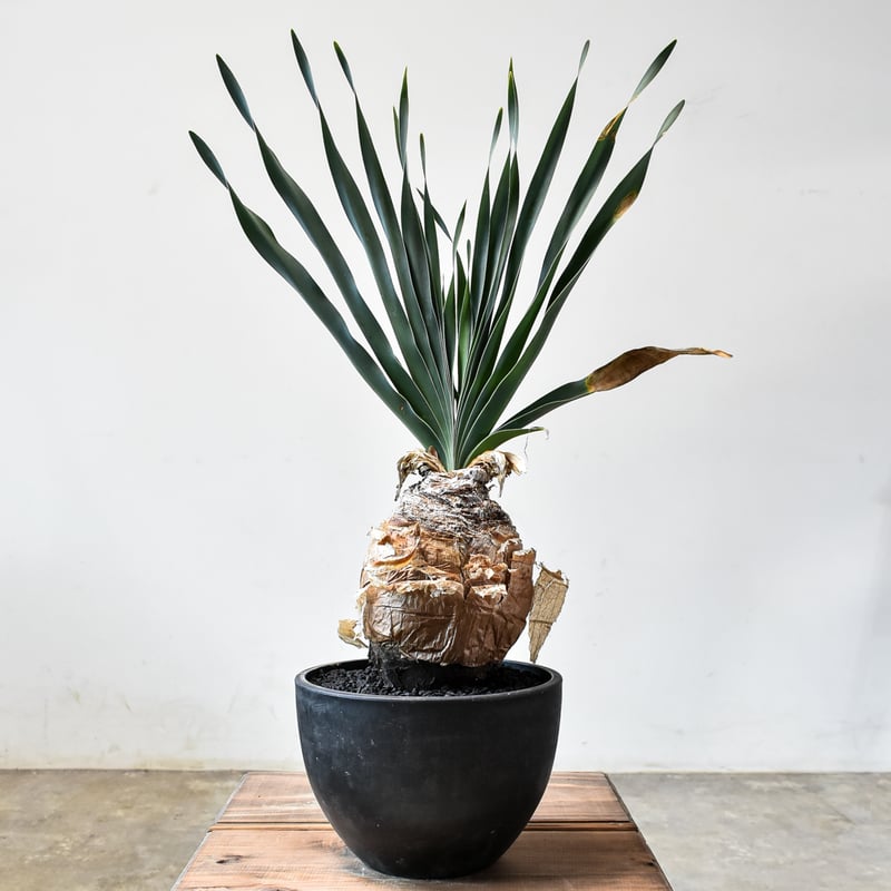 ブーファン ディスティカ ディスティチャ 現地球 鉢のまま発送 塊根