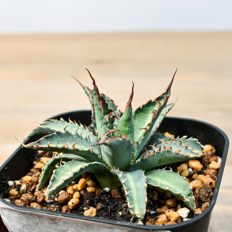 アガベ ハイブリット 