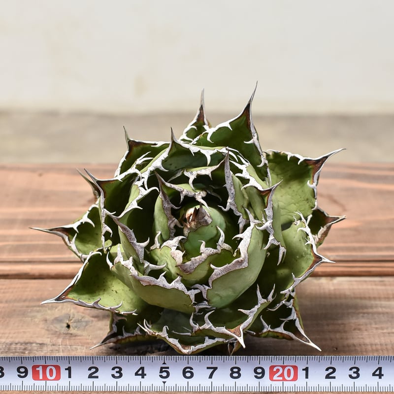 アガベ チタノタ 