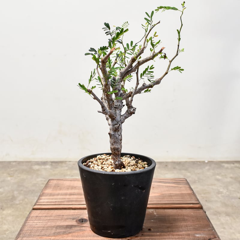 センナ メリディオナリス 【発根済み】GM2400673(T) | RAFLUM / ラフラ