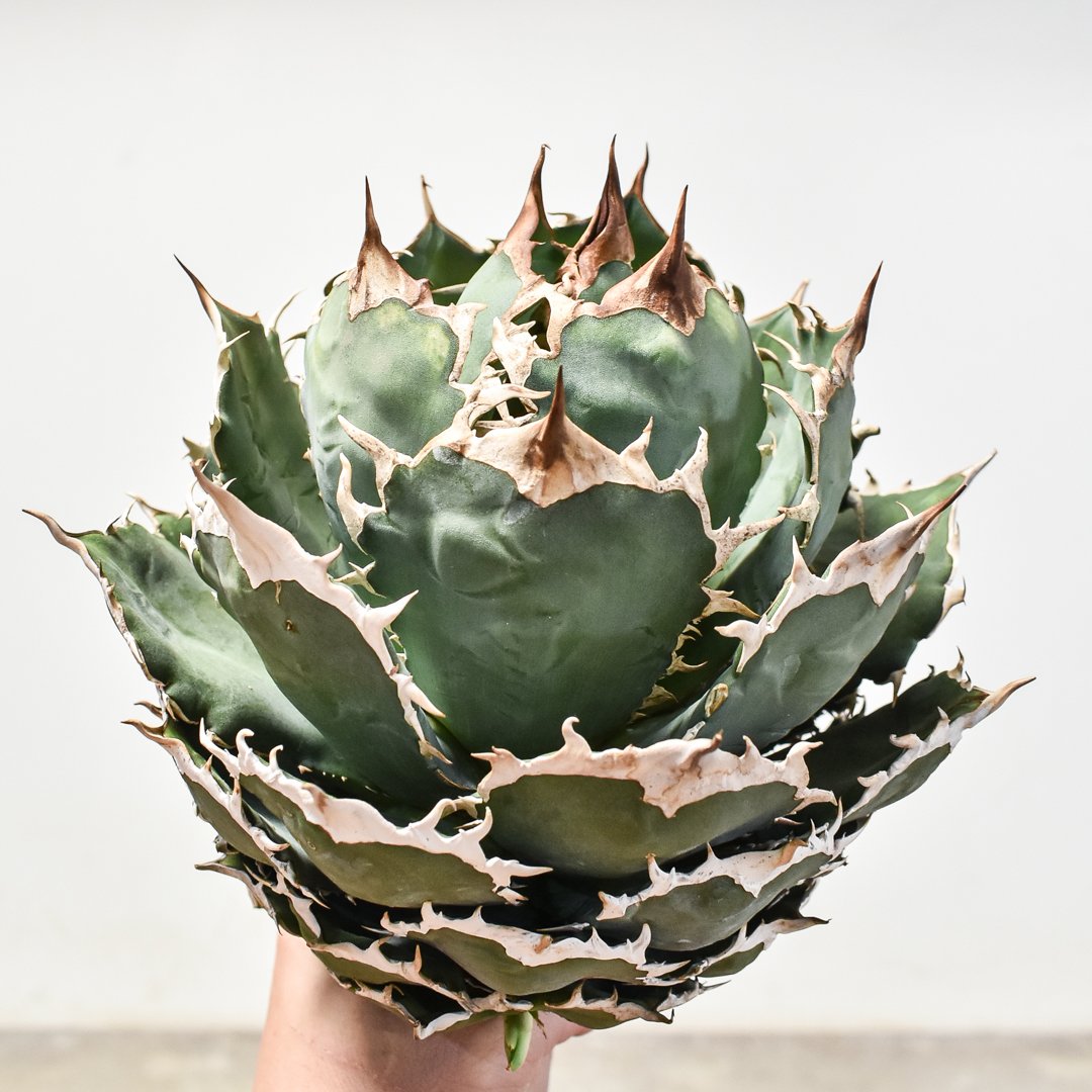 AGAVE TITANOTA イタリアメリクロン変異ロット株（子株付き） AGAVE TITANOTA イタリアメリクロン変異ロット株（子株付き） AGAVE
