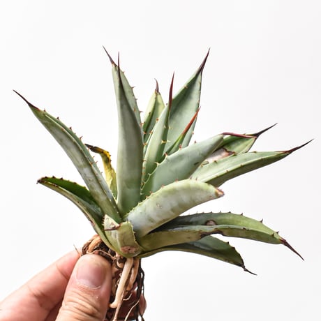 マクロアカンサ | STORES