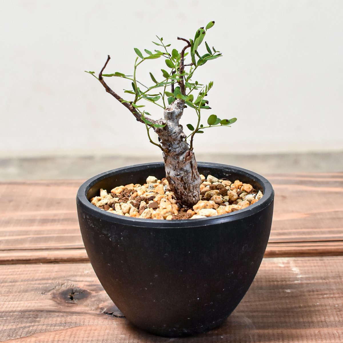 センナ メリディオナリス 【発根済み】GM2400406 | RAFLUM