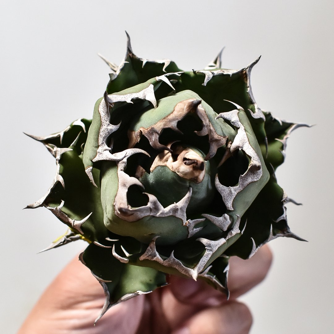 アガベ チタノタ ドワーフ / 姫厳竜 