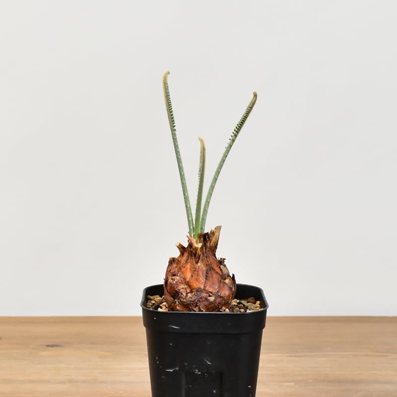 サイカス カイルンシアナ 【実生】RF25011357 | RAFLUM