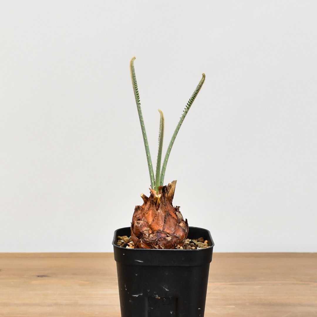 極上フレッシュ株　青白タイプ　サイカス　カイルンシアナ 極上フレッシュ株 青白タイプ サイカス カイルンシアナ - メルカリ