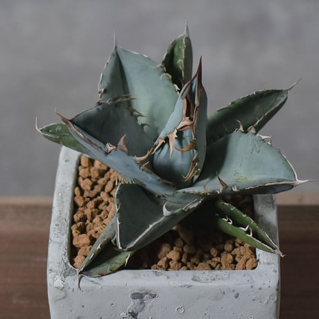 アガベ チタノタ ホワイト【白肌】RF22778