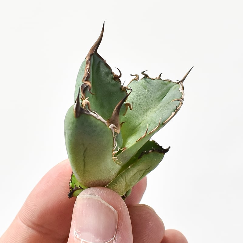 アガベ チタノタ 