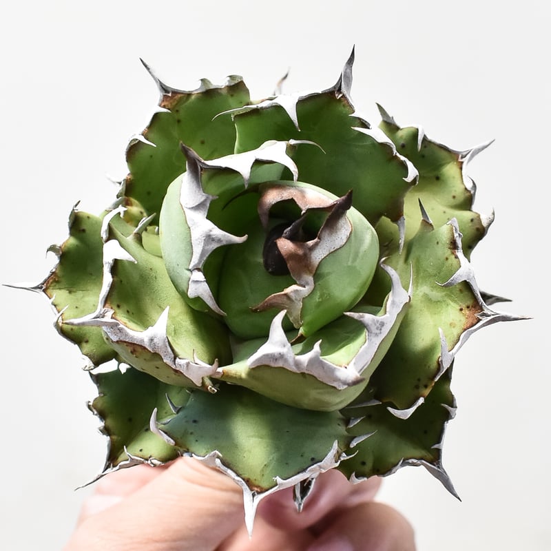 アガベ チタノタ ドワーフ / 姫厳竜 