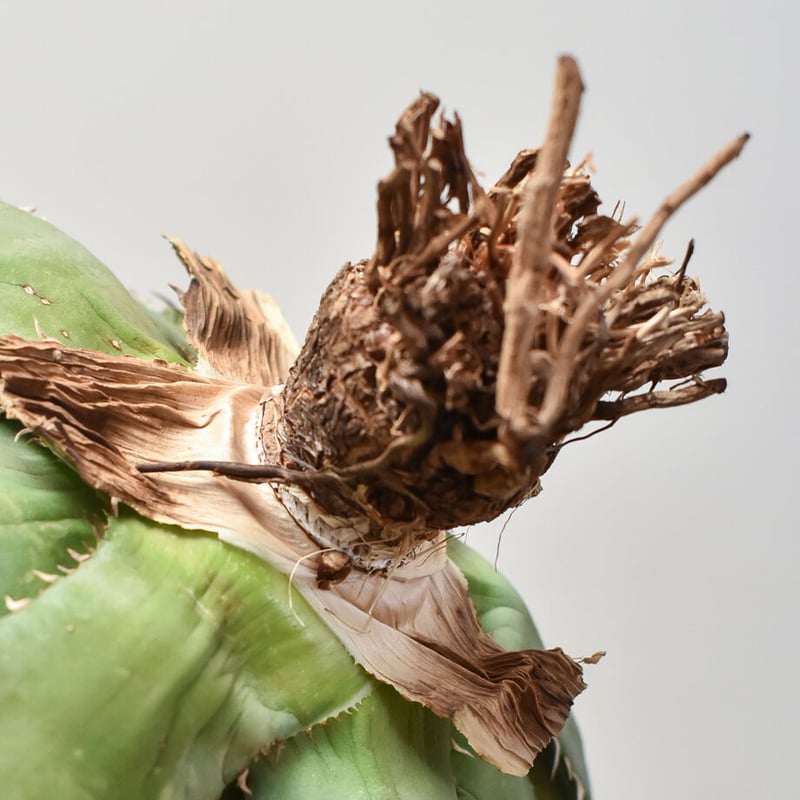 アガベ チタノタ オテロイ 