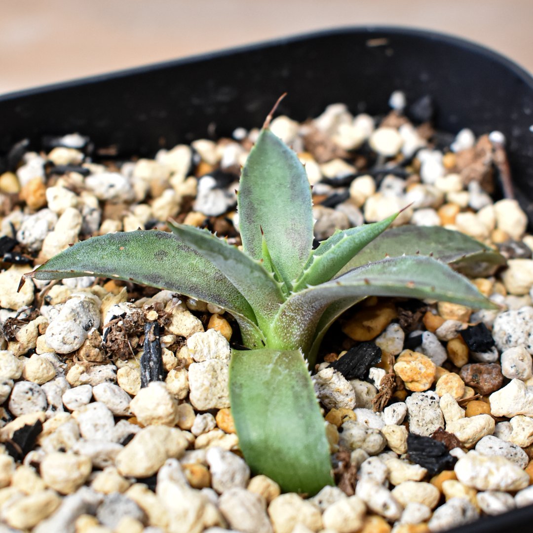 アガベ ハイブリット 