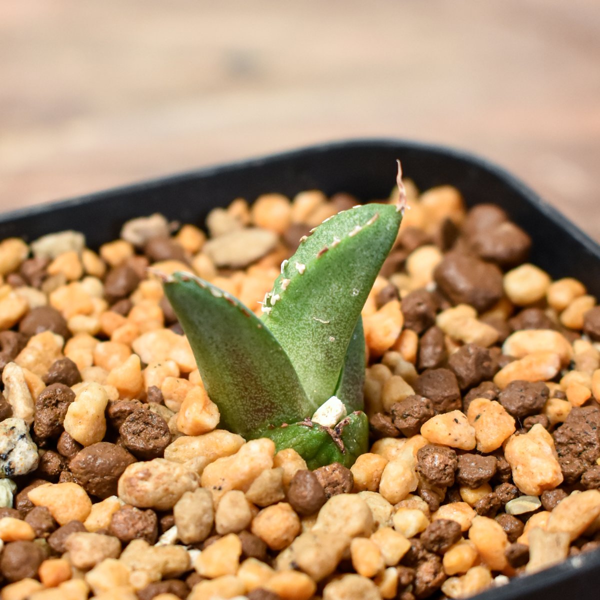 アガベ チタノタ 