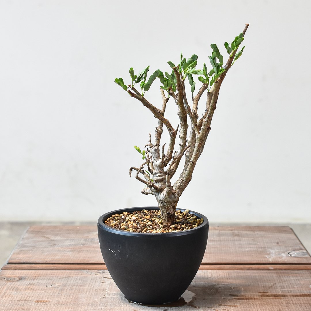 センナ メリディオナリス 6 fit=scale-down,w=1200