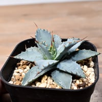 特選子株】アガベ チタノタ 