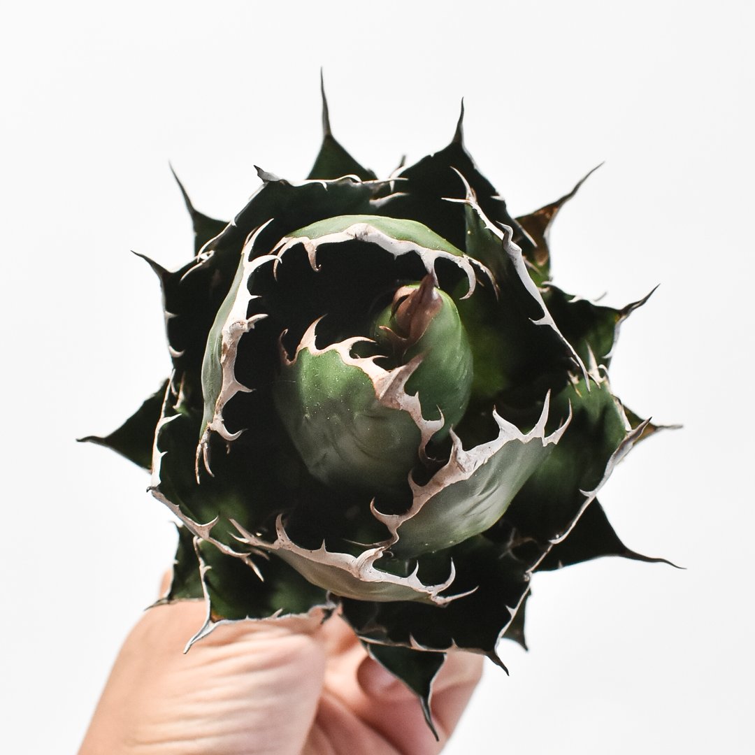 アガベ ホリダ OSP株 hp 179 アガベ ホリダ osp育成株 w約16センチ