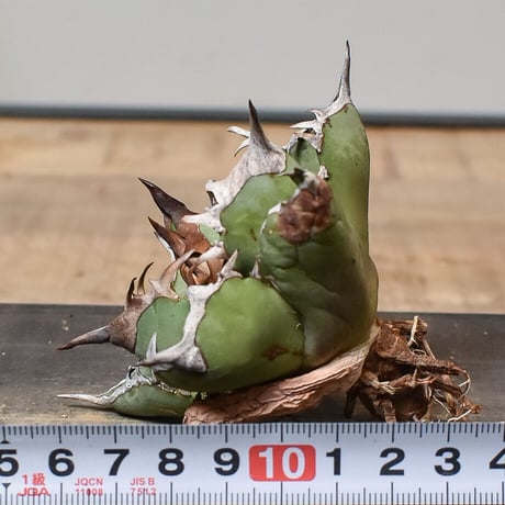 アガベ チタノタ  フェニックス "鳳凰"　（抜き苗販売）RF230300type B