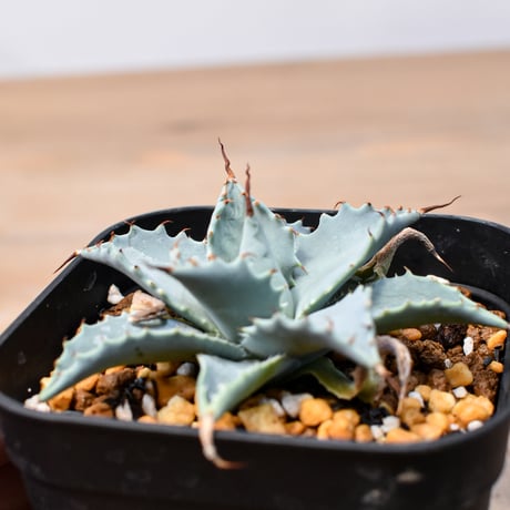 アガベ ハイブリット 日系イシスメンシス×象牙妖炎（陽炎エボリ）【台湾botanical_seeker産】RF25011407