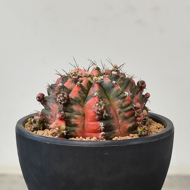 ギムノカリキウム ミハノビッチ 