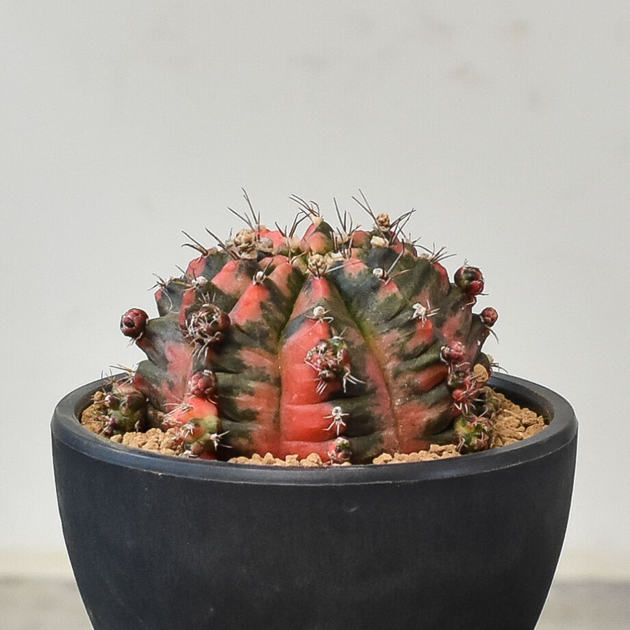 ギムノカリキウム ミハノビッチ 