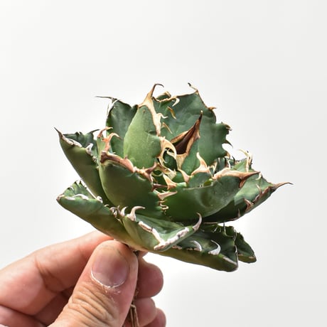 CATEGORY アガベ チタノタ クレイジー | RAFLUM / ラフラム｜東京