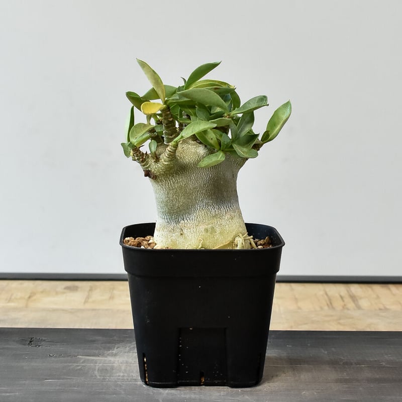 【発根済み】アデニウム　アラビカム　ドワーフ(優良株) アデニウム アラビカム 