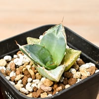 アガベ チタノタ "貔貅"【台湾 dragon agave産/TC子】DGC2408065