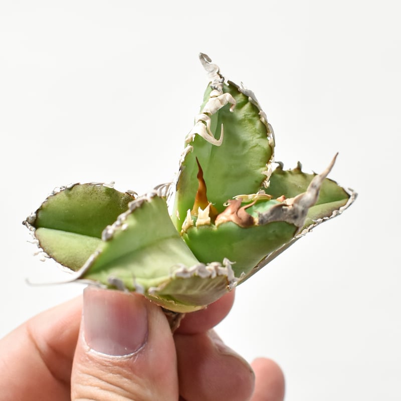 アガベ　チタノタ　ゴジラ　OSP株　成株　親株出品 アガベ チタノタ ゴジラ OSP株 成株 親株出品