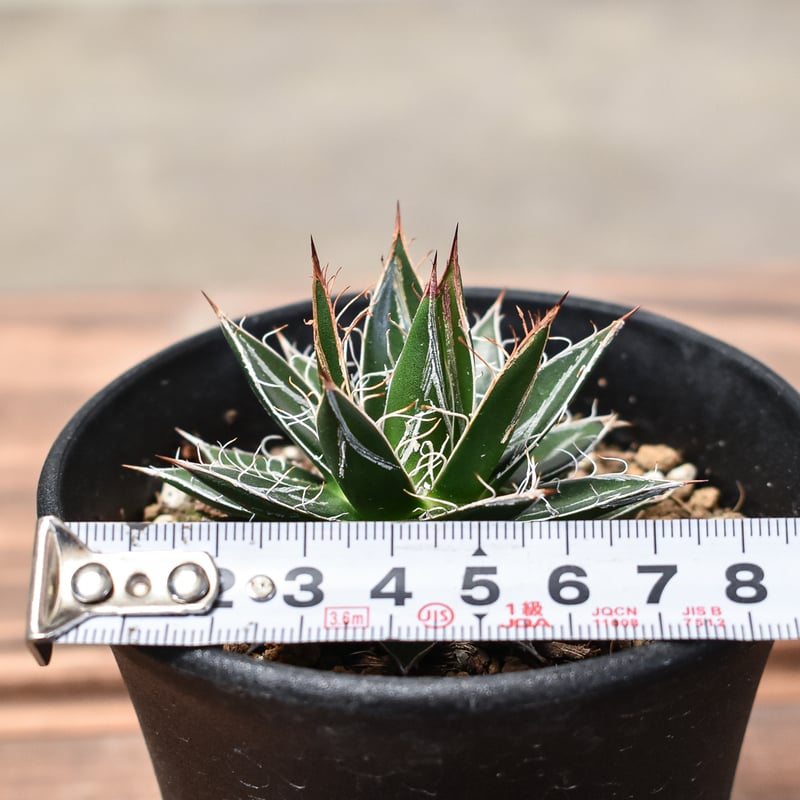 アガベ フィリフェラ 