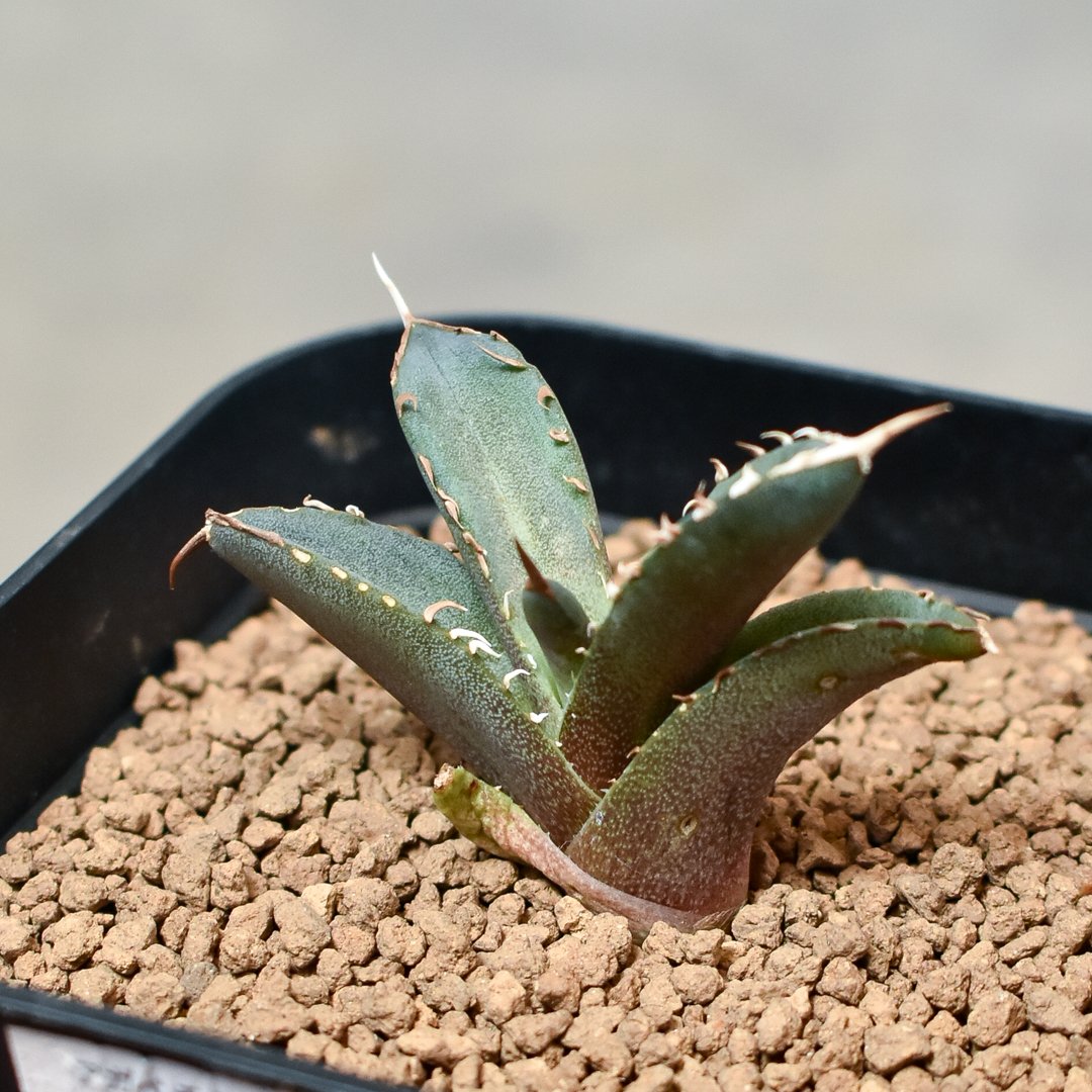 アガベ チタノタ フェニックス 