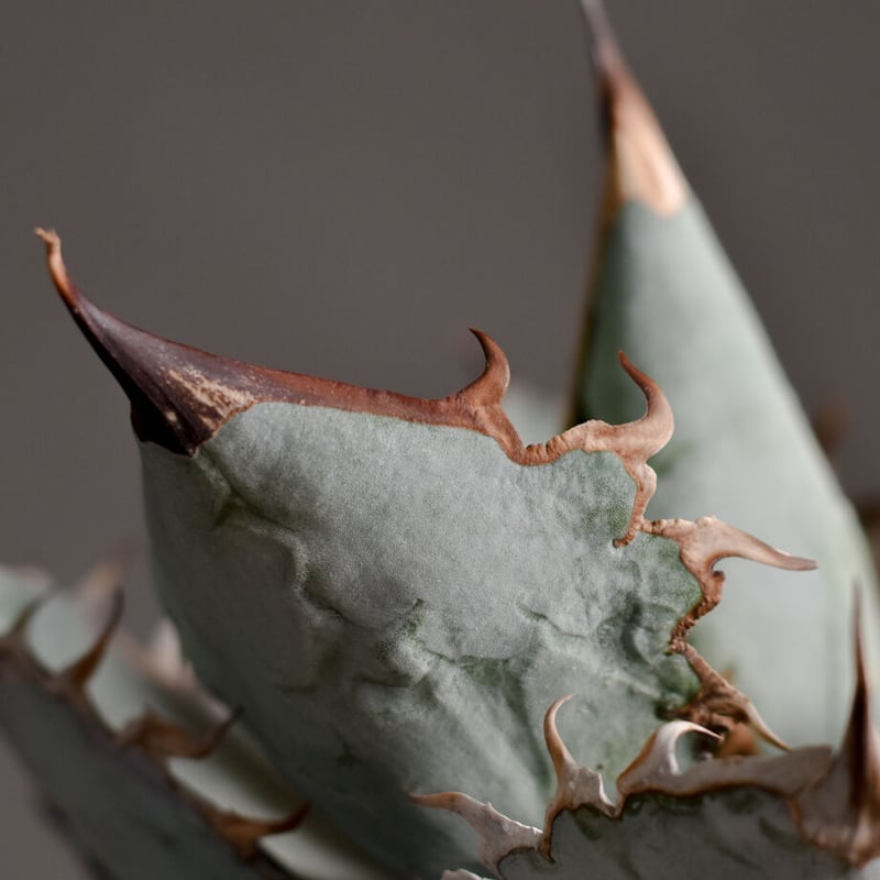 アガベ チタノタ ホワイトアイス 【ランチョタンバー系統のレアな