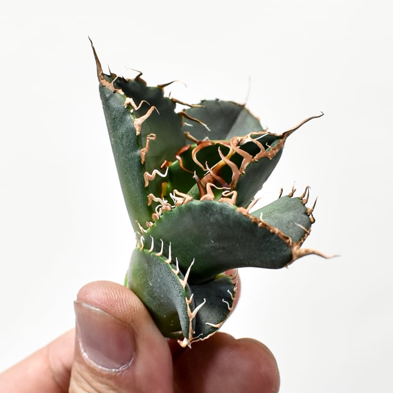 アガベ チタノタ シチリアーナ 悪魔 子株 アガベ チタノタ シチリア産 オリジナル悪魔君 悪魔くん子株oc