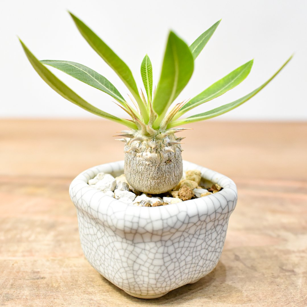 ※直接引き取り限定 超特大 パキポディウム マカイエンセ 当方管理8年程 直接引き取り限定 超特大 パキポディウム マカイエンセ 当方管理8年程