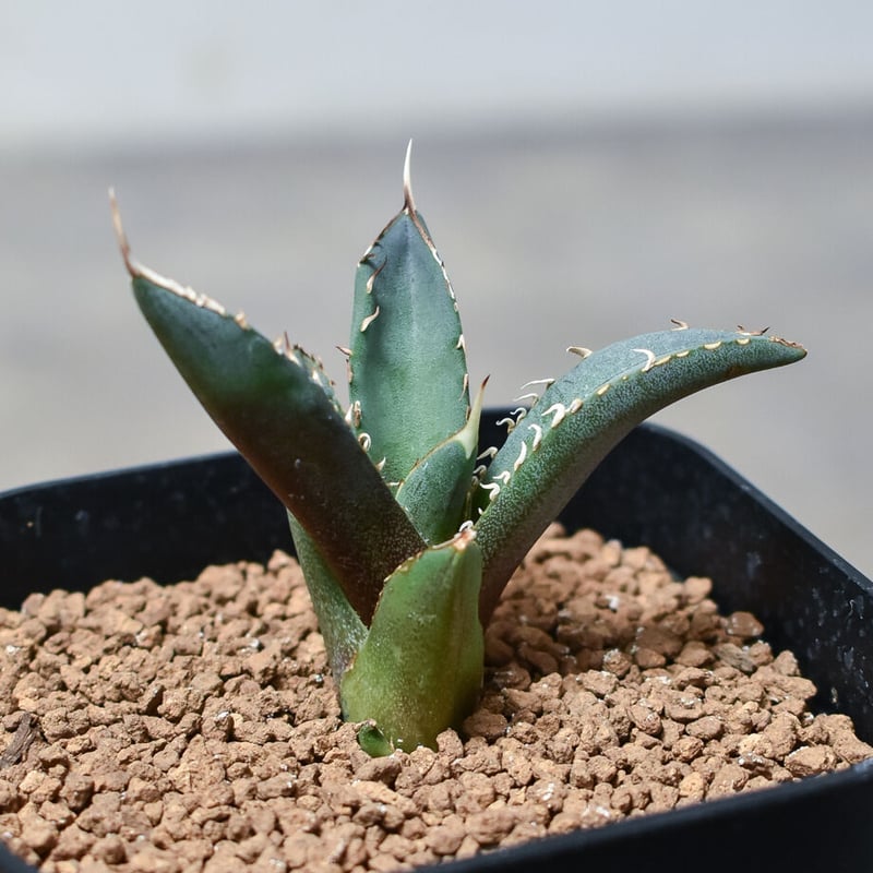 アガベ チタノタ フェニックス 