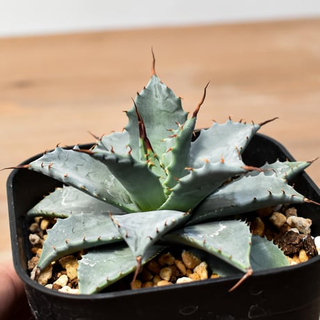 アガベ ハイブリット 日系イシスメンシス×象牙妖炎（陽炎エボリ）【台湾botanical_seeker産】RF25011408
