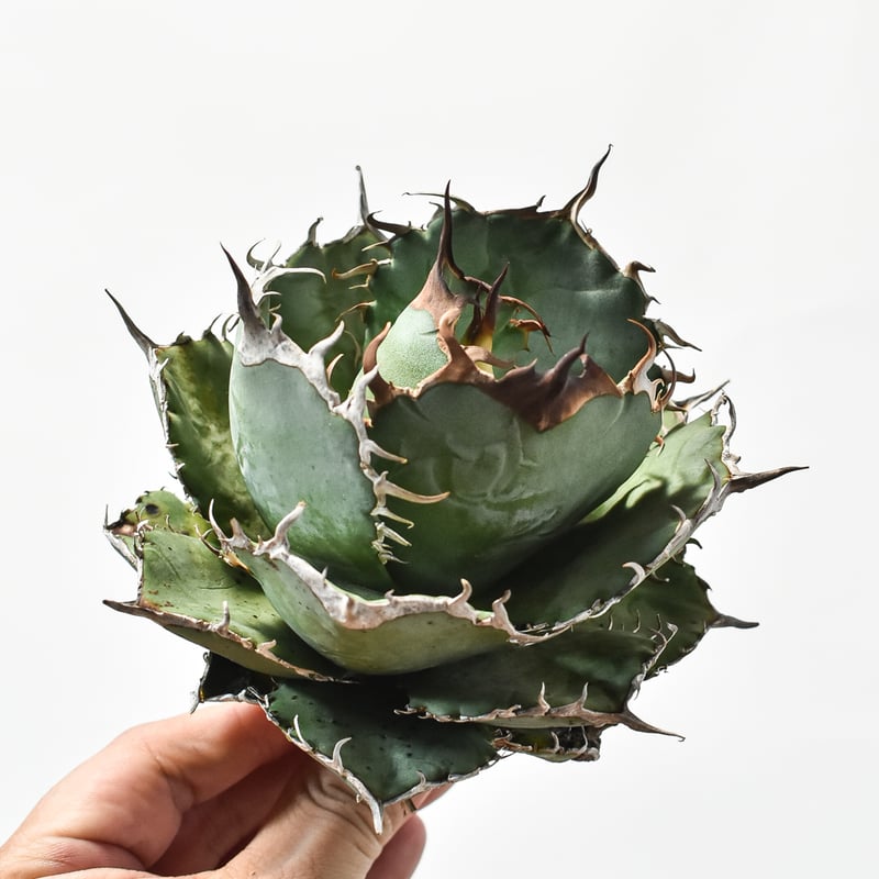 国内実生最高峰】アガベ オテロイ【OSPセレクト株 / 抜き苗 / 実生】21