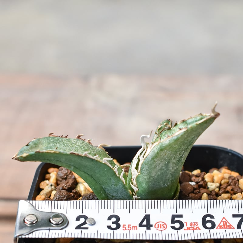 アガベ チタノタ 白鯨子株付抜き苗 【公式通販】