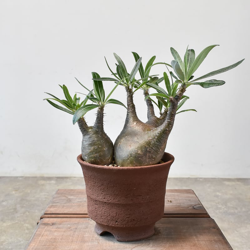 パキポディウム　グラキリス　現地球　２頭　ダブルヘッド Yahoo!オークション - パキポディウム グラキリス ダブルヘッド 2頭 現