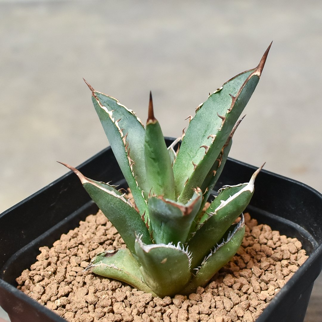 アガベ チタノタ ブラックファイヤー 