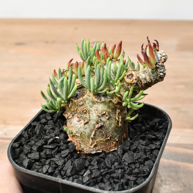 チレコドン ペアルソニー 